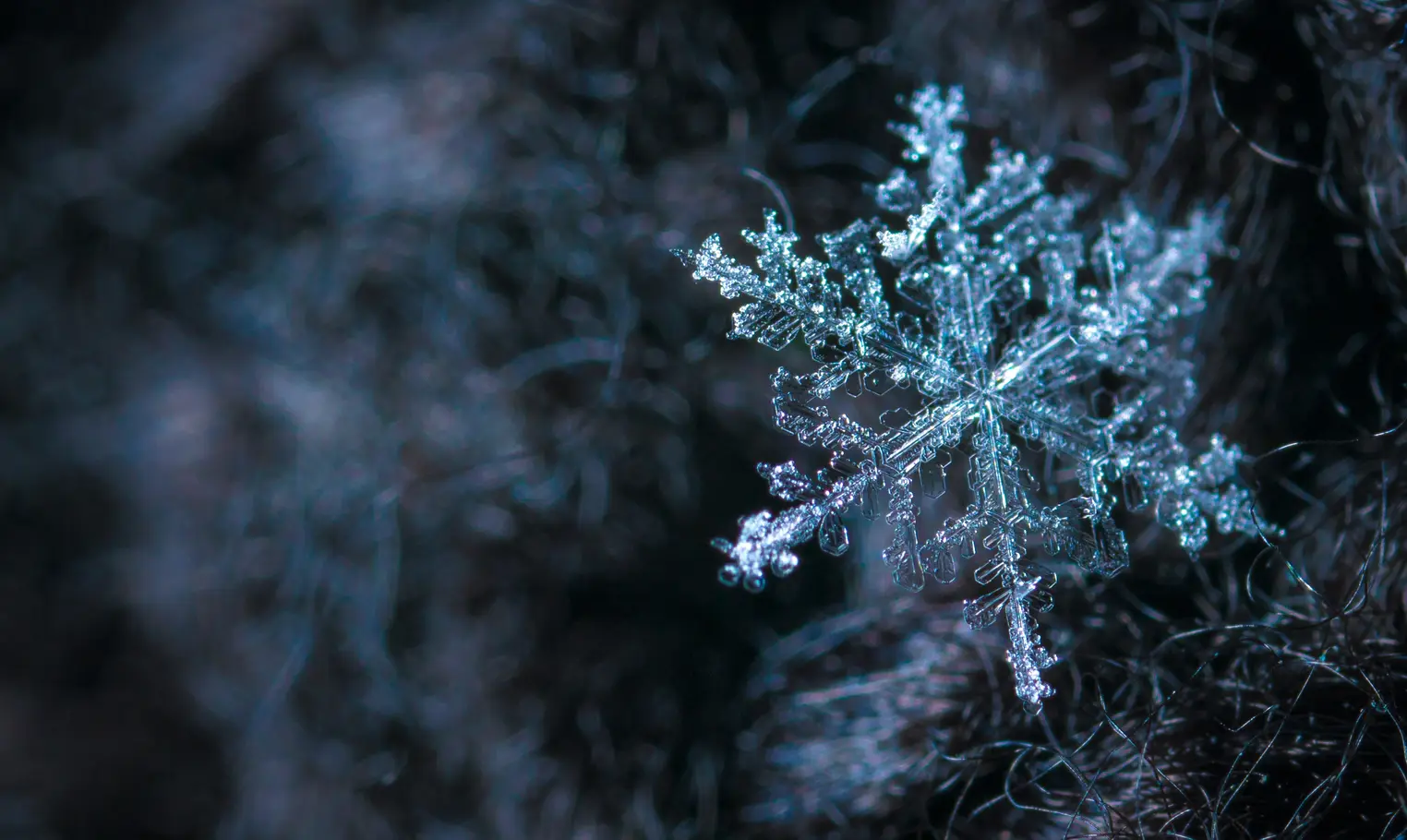 A closeup photo of a blue snowflake resting on a tree branch.